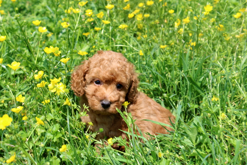 puppy, for, sale, Mini Poodle, Matthew B. Stoltzfus, dog, breeder, Gap, PA, dog-breeder, puppy-for-sale, forsale, nearby, find, puppyfind, locator, puppylocator, aca